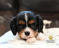 Rocky 2 year guarantee, a male Cavalier King Charles Spaniel for sale in Pleasanton, KS – 2 of 2