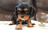 Pongo 2 year guarantee , a male Cavalier King Charles Spaniel for sale in Pleasanton, KS – 2 of 2