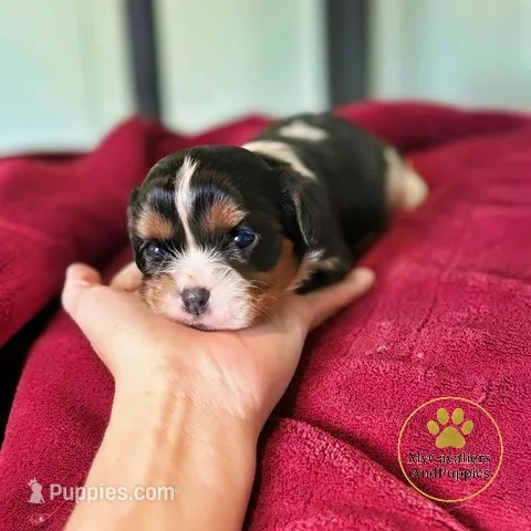 Rocky 2 year guarantee – Cavalier King Charles Spaniel puppy for sale in Pleasanton, KS