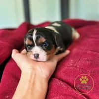 Rocky 2 year guarantee, a male Cavalier King Charles Spaniel for sale in Pleasanton, KS – 1 of 2