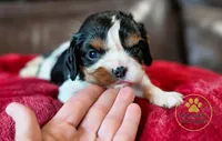 Bruno-2 year guarantee, a male Cavalier King Charles Spaniel for sale in Pleasanton, KS – 4 of 4
