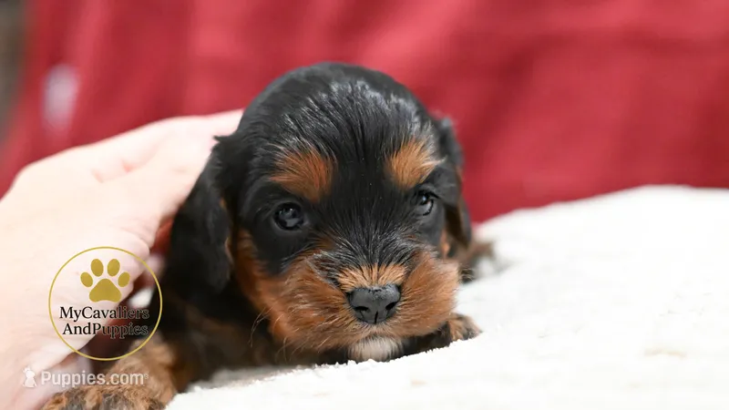 Lucy-2 year guarantee – Cavalier King Charles Spaniel, Poodle - Miniature  puppy for sale in Pleasanton, KS
