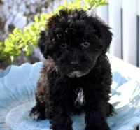 Layla, a female Yorkipoo for sale in Pleasanton, KS – Photo 2 of 2
