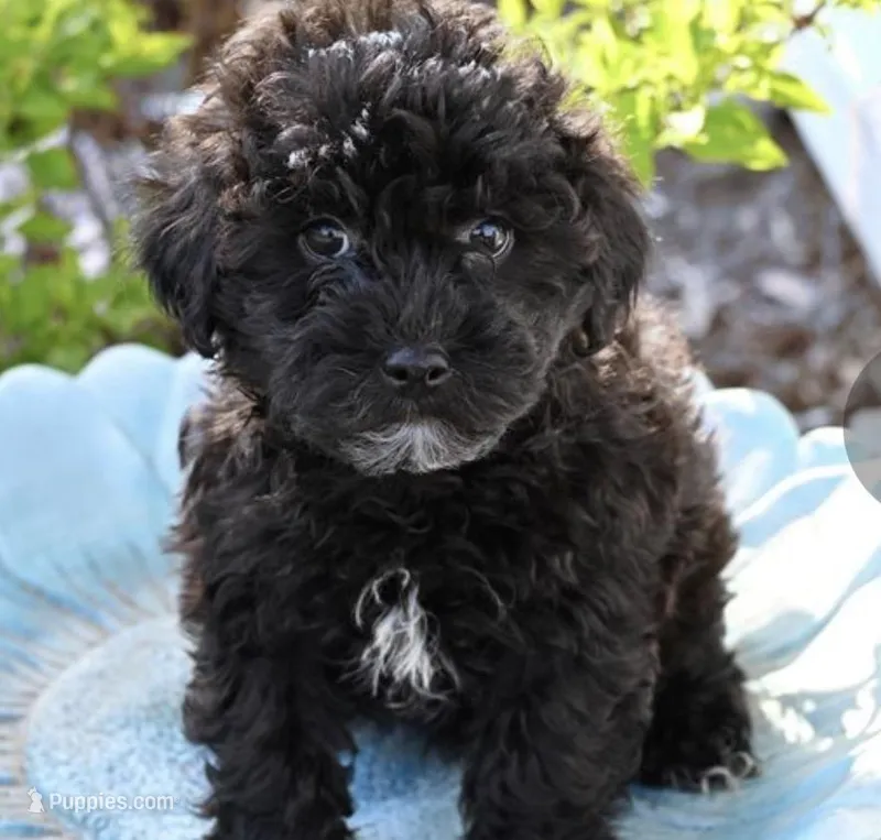 Layla – Yorkipoo puppy for sale in Pleasanton, KS
