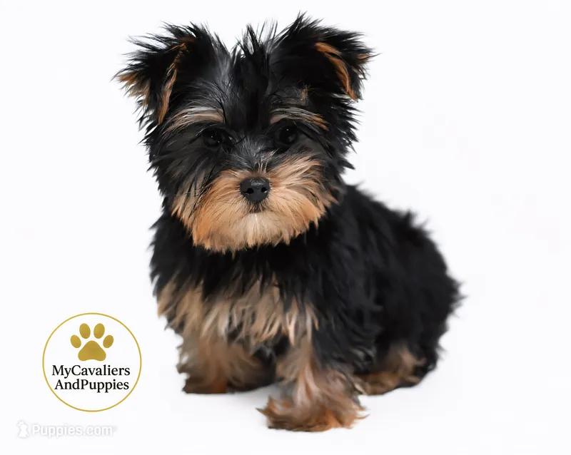 Bentley 2 year guarantee – Yorkshire Terrier, Biewer puppy for sale in Pleasanton, KS