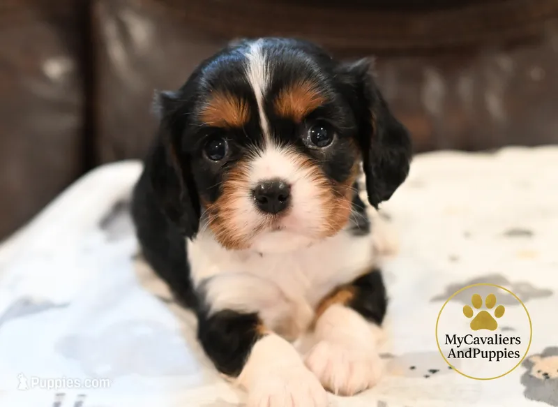 Rocky 2 year guarantee – Cavalier King Charles Spaniel puppy on hold in Pleasanton, KS