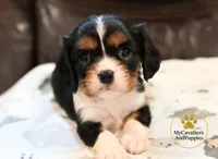 Rocky 2 year guarantee, a male Cavalier King Charles Spaniel for sale in Pleasanton, KS – 1 of 2