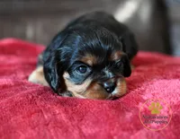 Pongo 2 year guarantee , a male Cavalier King Charles Spaniel for sale in Pleasanton, KS – 2 of 2