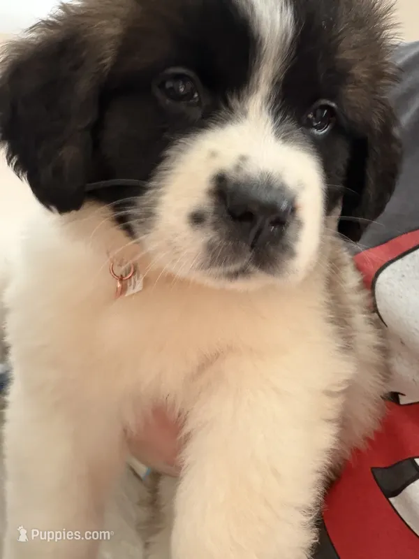 Daisy – Saint Bernard puppy for sale in Franklin, OH