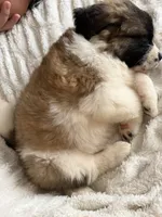 Daisy, a female Saint Bernard for sale in Franklin, OH – 2 of 2