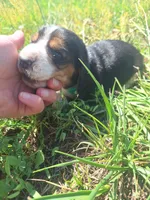 Dark Green Collar  - Harley , a male Basset Hound for sale in Granite Falls, NC – 4 of 7