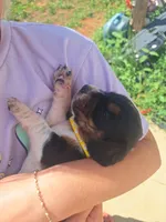YELLOW COLLAR - Minnie , a female Basset Hound for sale in Granite Falls, NC – 2 of 6