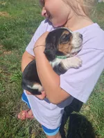 Dark Green Collar  - Harley , a male Basset Hound for sale in Granite Falls, NC – 5 of 7