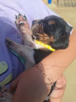 YELLOW COLLAR - Minnie , a female Basset Hound for sale in Granite Falls, NC – 6 of 6