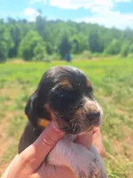 YELLOW COLLAR - Minnie , a female Basset Hound for sale in Granite Falls, NC – 4 of 6