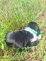 Dark Green Collar  - Harley , a male Basset Hound for sale in Granite Falls, NC – 3 of 7