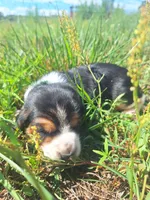 Dark Green Collar  - Harley , a male Basset Hound for sale in Granite Falls, NC – 2 of 7