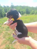 YELLOW COLLAR - Minnie , a female Basset Hound for sale in Granite Falls, NC – 3 of 6