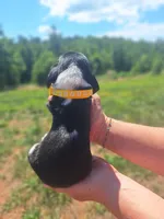 YELLOW COLLAR - Minnie , a female Basset Hound for sale in Granite Falls, NC – 5 of 6