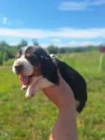Dark Green Collar  - Harley , a male Basset Hound for sale in Granite Falls, NC – 6 of 7