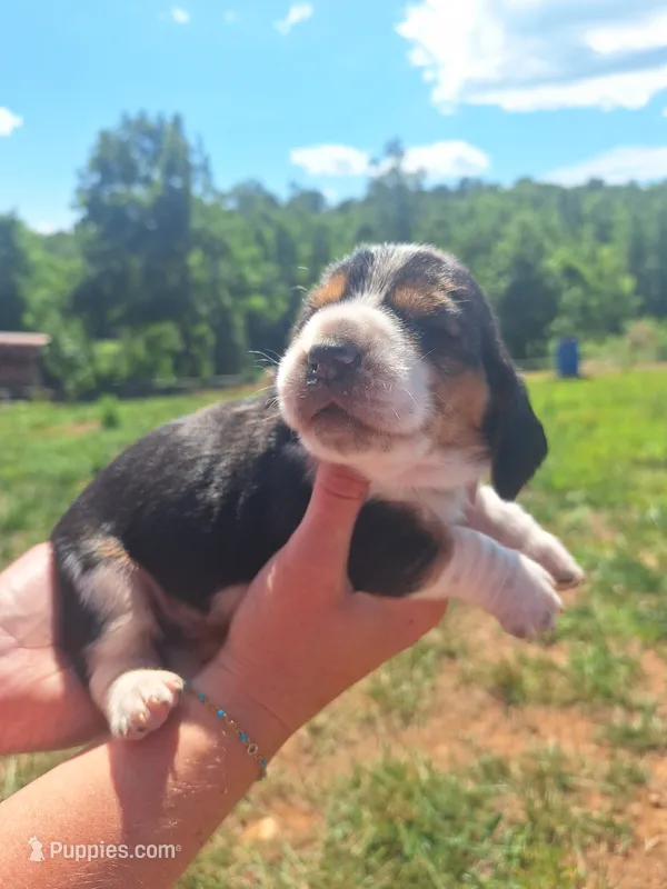 Dark Green Collar  - Harley  – Basset Hound puppy for sale in Granite Falls, NC