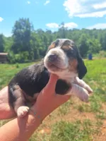Dark Green Collar  - Harley , a male Basset Hound for sale in Granite Falls, NC – 1 of 7