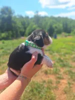 Dark Green Collar  - Harley , a male Basset Hound for sale in Granite Falls, NC – 7 of 7