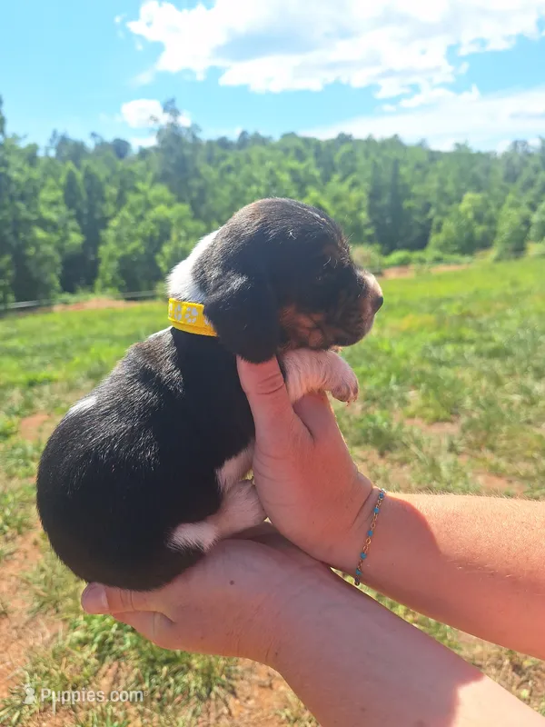 YELLOW COLLAR - Minnie  – Basset Hound puppy for sale in Granite Falls, NC