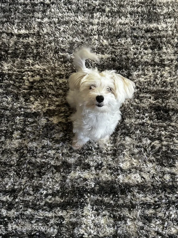 Luckii – Maltipoo puppy for sale in Louisburg, NC