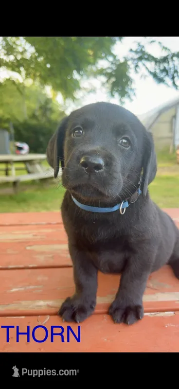 Thorn  – Labrador Retriever puppy for sale in Foster Center, RI