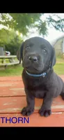 Thorn , a male Labrador Retriever for sale in Foster Center, RI – 1 of 4
