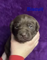 Biscuit, a male Labrador Retriever for sale in Foster Center, RI – Photo 2 of 4