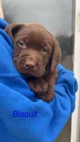Biscuit, a male Labrador Retriever for sale in Foster Center, RI – Photo 1 of 4