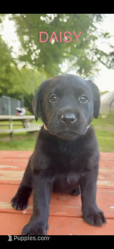 Daisy – Labrador Retriever puppy for sale in Foster Center, RI