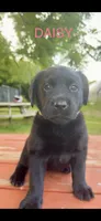 Daisy, a female Labrador Retriever for sale in Foster Center, RI – 1 of 4