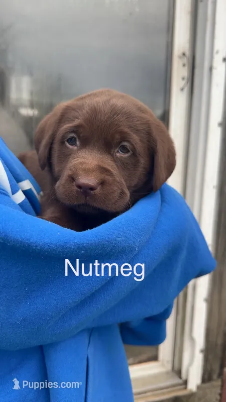 Nutmeg