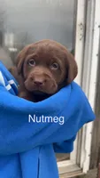 Nutmeg, a female Labrador Retriever for sale in Foster Center, RI – Photo 1 of 4