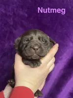 Nutmeg, a female Labrador Retriever for sale in Foster Center, RI – Photo 2 of 4