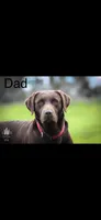 Thorn , a male Labrador Retriever for sale in Foster Center, RI – 3 of 3