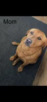 Violet, a female Labrador Retriever for sale in Foster Center, RI – 2 of 3