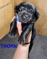 Thorn , a male Labrador Retriever for sale in Foster Center, RI – 1 of 3
