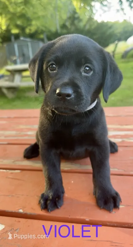 Violet – Labrador Retriever puppy for sale in Foster Center, RI