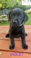 Violet, a female Labrador Retriever for sale in Foster Center, RI – 1 of 4