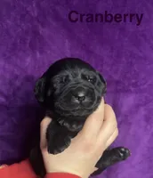 Cranberry, a female Labrador Retriever for sale in Foster Center, RI – Photo 2 of 4
