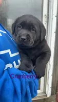 Cranberry, a female Labrador Retriever for sale in Foster Center, RI – Photo 1 of 4