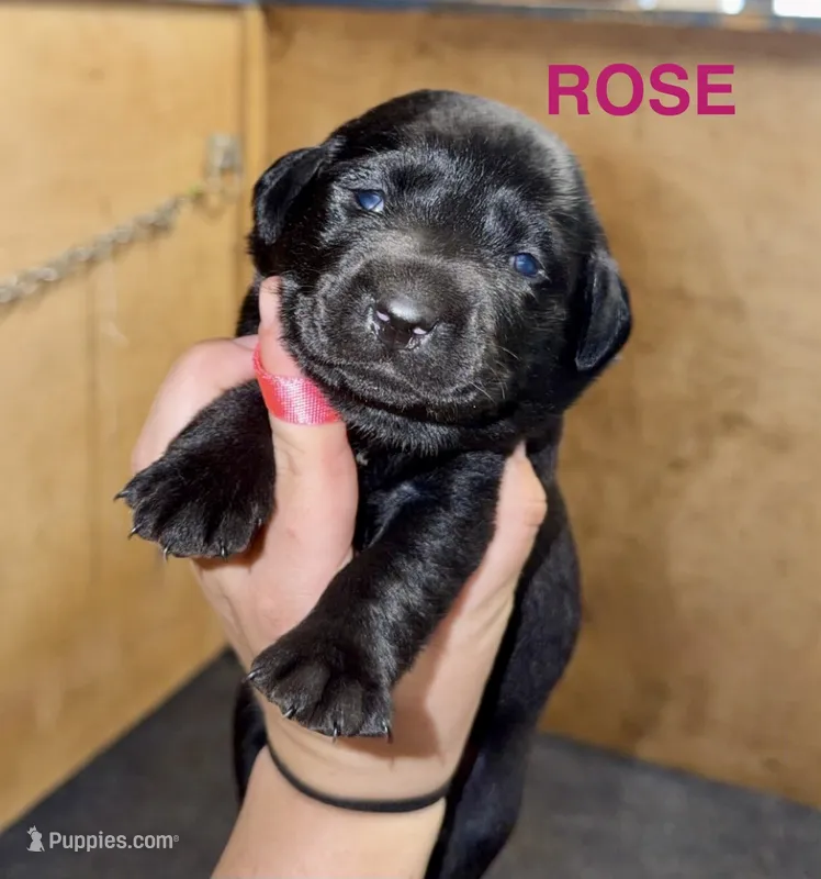 Rose – Labrador Retriever puppy for sale in Foster Center, RI