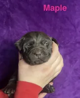 Maple, a female Labrador Retriever for sale in Foster Center, RI – Photo 1 of 3