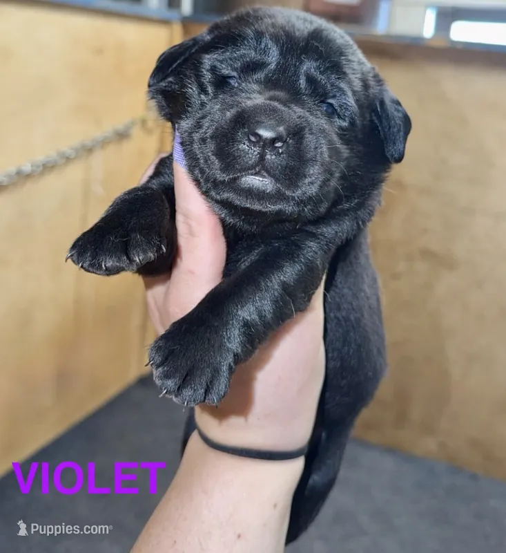 Violet – Labrador Retriever puppy for sale in Foster Center, RI