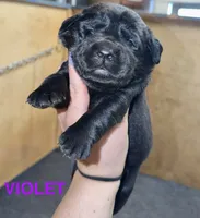 Violet, a female Labrador Retriever for sale in Foster Center, RI – 1 of 3