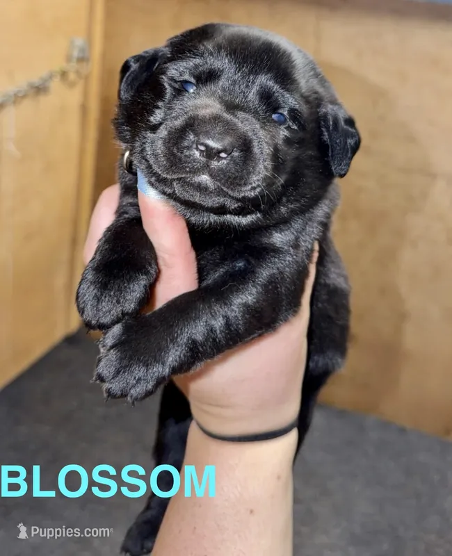 Blossom – Labrador Retriever puppy for sale in Foster Center, RI